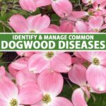 "How to Identify And Treat Common Dogwood Diseases"