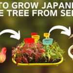 How to Plant a Maple Tree Seed: A Step-by-Step Guide