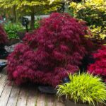 Japanese Maple Landscape Ideas: Transform Your Garden Elegantly