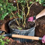 Planting And Growing Crape Myrtles