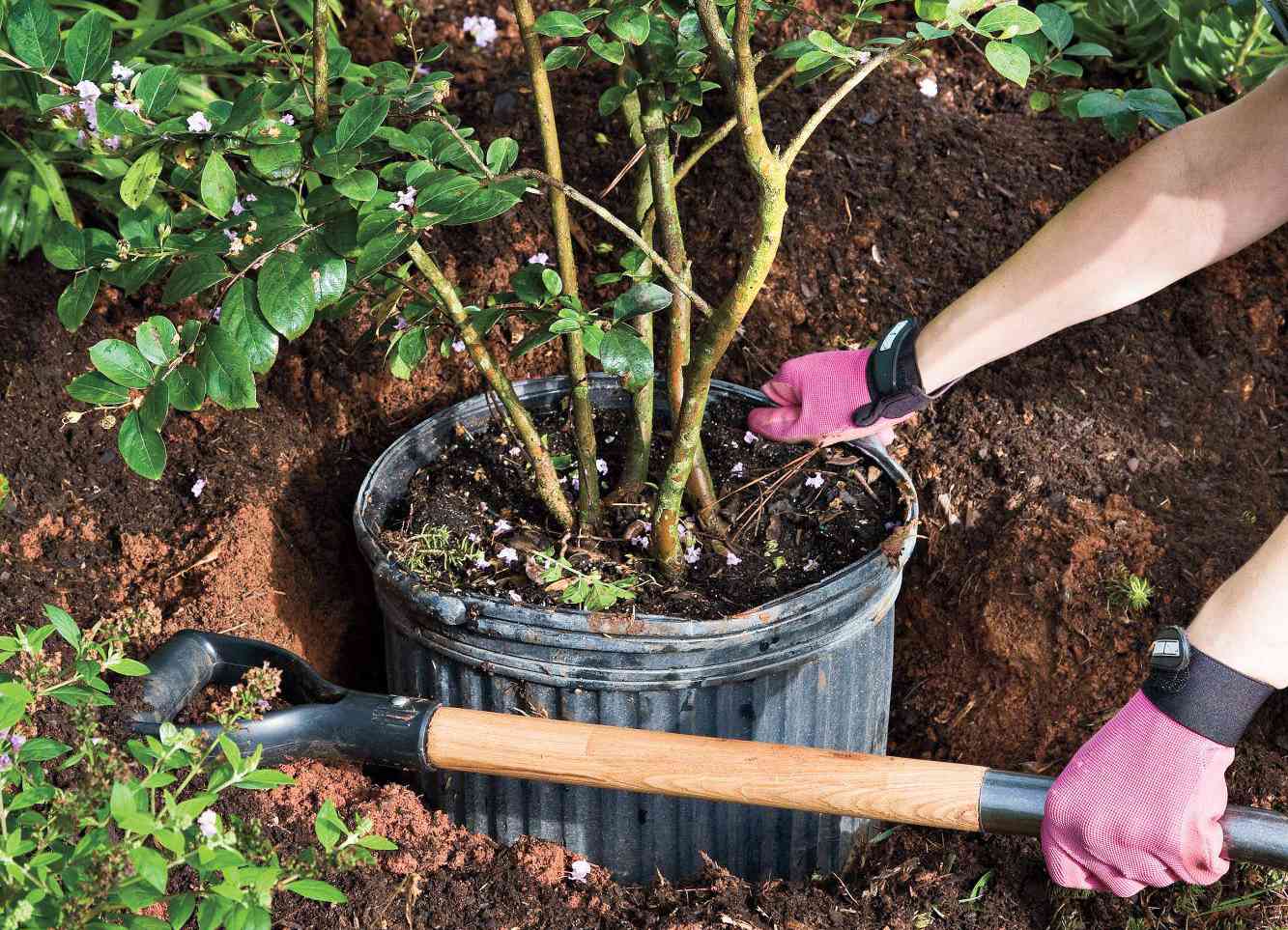 Planting And Growing Crape Myrtles