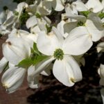 Planting And Growing Dogwood Trees