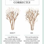 Pruning Techniques for Crape Myrtles