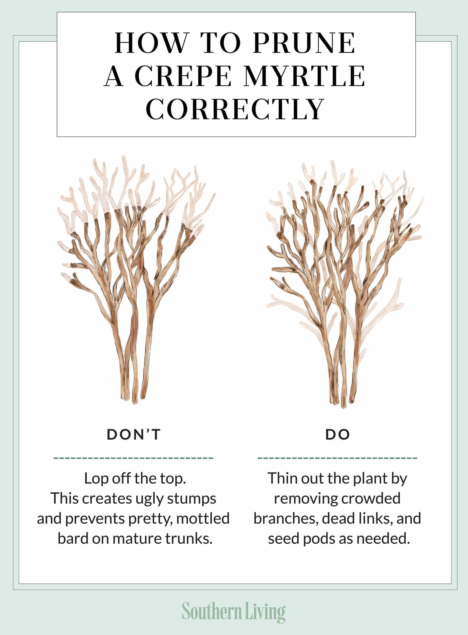 Pruning Techniques for Crape Myrtles