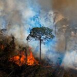 Uk Forests Face Catastrophic Collapse: Urgent Action Needed to Combat Climate Change