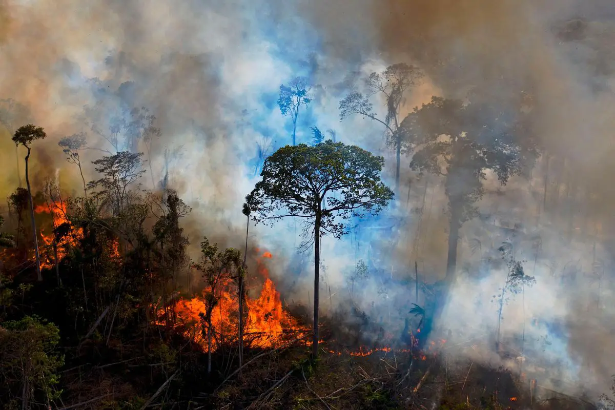 Uk Forests Face Catastrophic Collapse: Urgent Action Needed to Combat Climate Change
