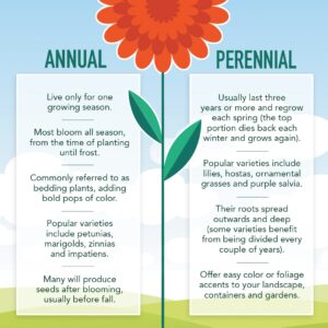 Annual Vs. Perennial: What'S the Difference?