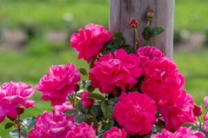 Climbing Beauty: The Best Climbing Roses for Your Landscape