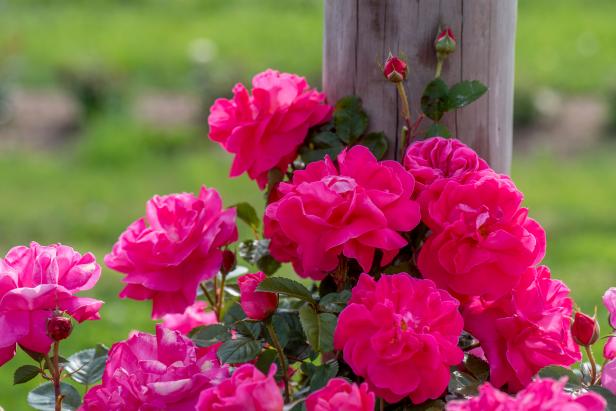 Climbing Beauty: The Best Climbing Roses for Your Landscape