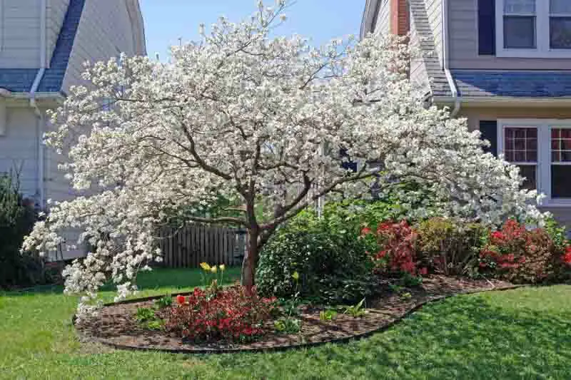 Dogwood Delight: 11 Types of Dogwood Trees And Shrubs