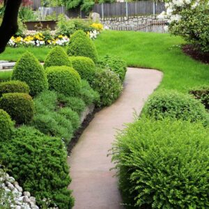 Evergreen Elegance: 25 Best Evergreen Shrubs