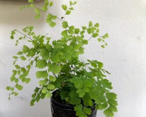 Fern Frenzy: Expert Guide to Caring for Maidenhair Ferns