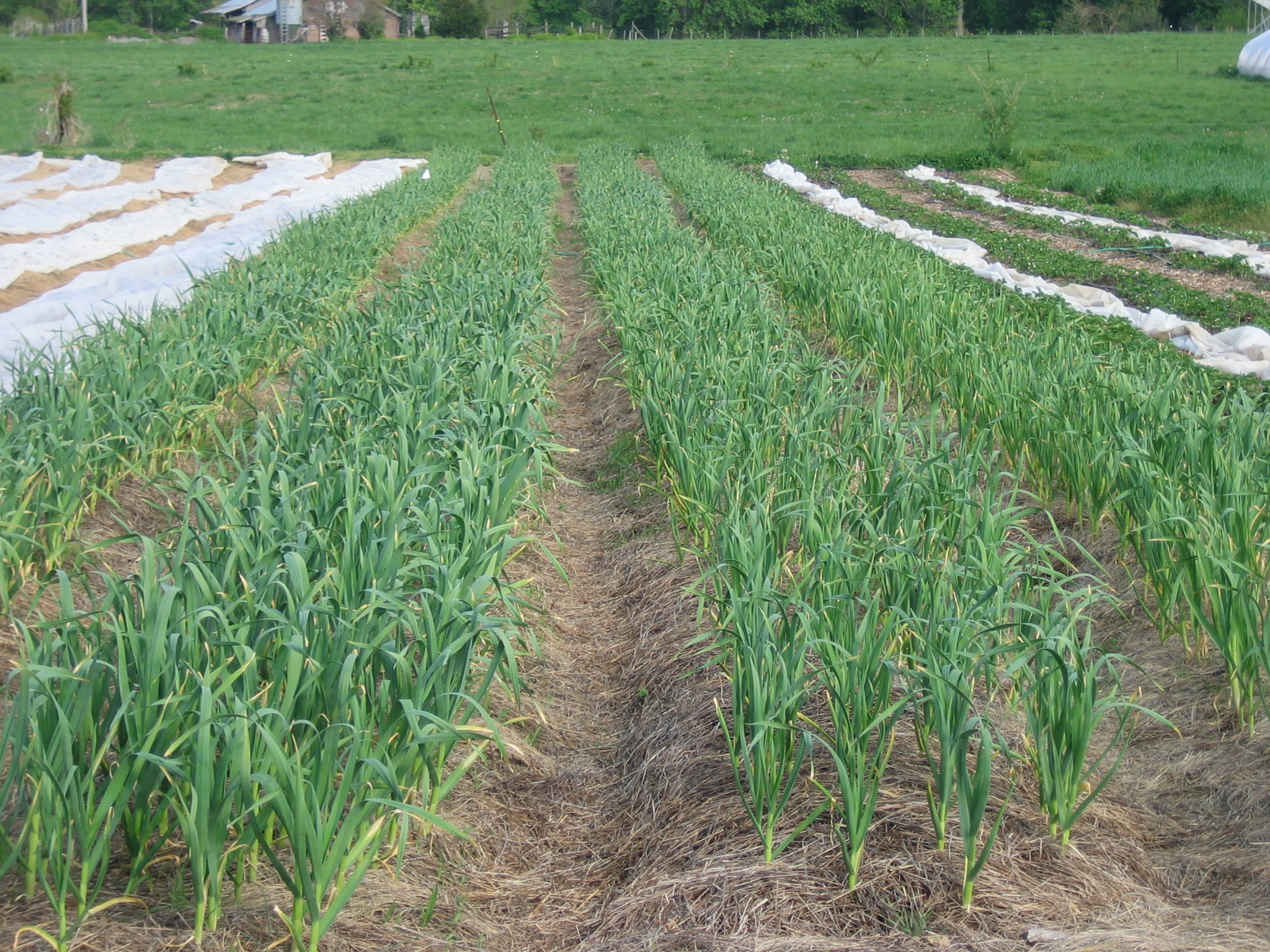 Garlic Goodness: When to Plant Garlic for a Bountiful Harvest