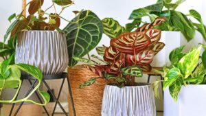 Indoor Plant Paradise: 21 Best Indoor Plants for 2024