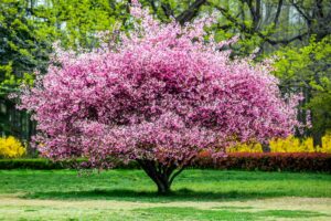 Pink Power: 12 Stunning Pink-Flowered Trees