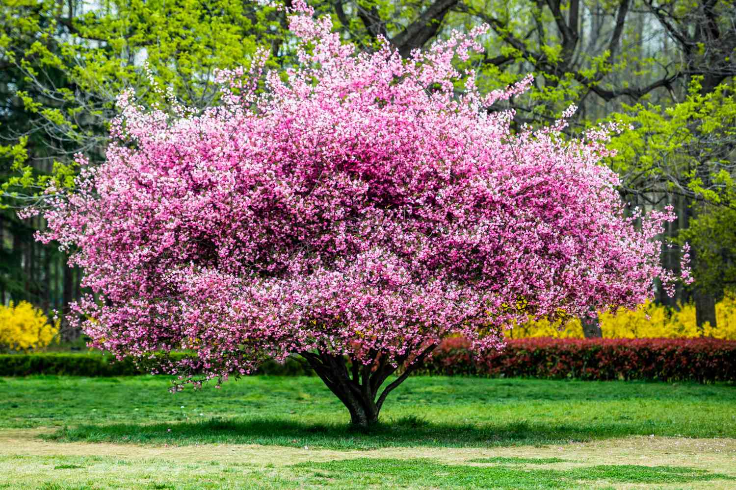 Pink Power: 12 Stunning Pink-Flowered Trees