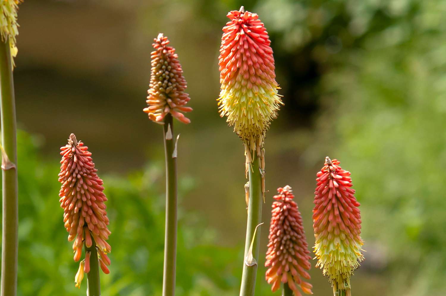 red hot: 28 best red flowers for gardens