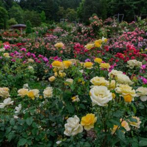 Rose Romance: 16 Beautiful Types of Roses for Any Garden