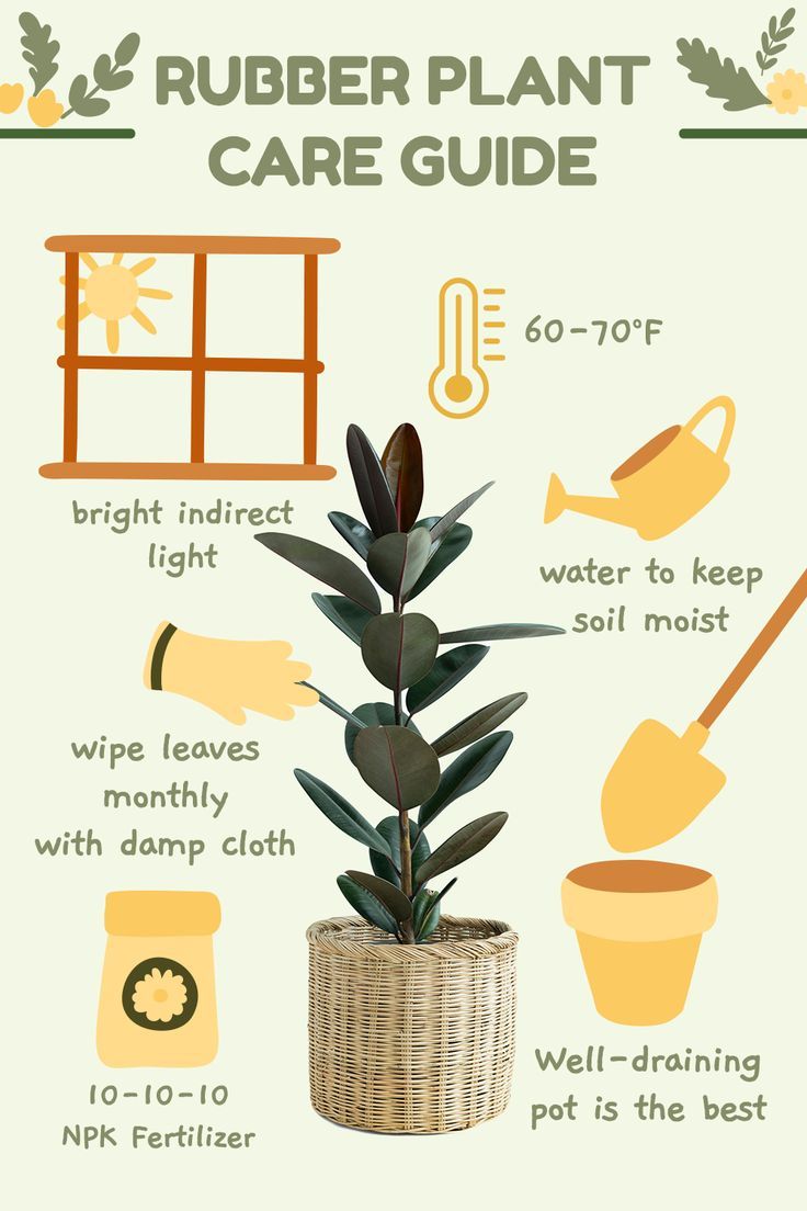 Rubber Plant Care: A Guide to Rubber Tree Plant Care