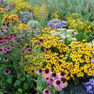 Sunny Side Up: 26 Best Full Sun Perennials