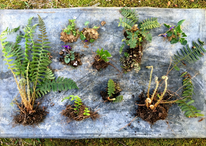 Wild And Wonderful: Can I Transplant Wild Ferns?