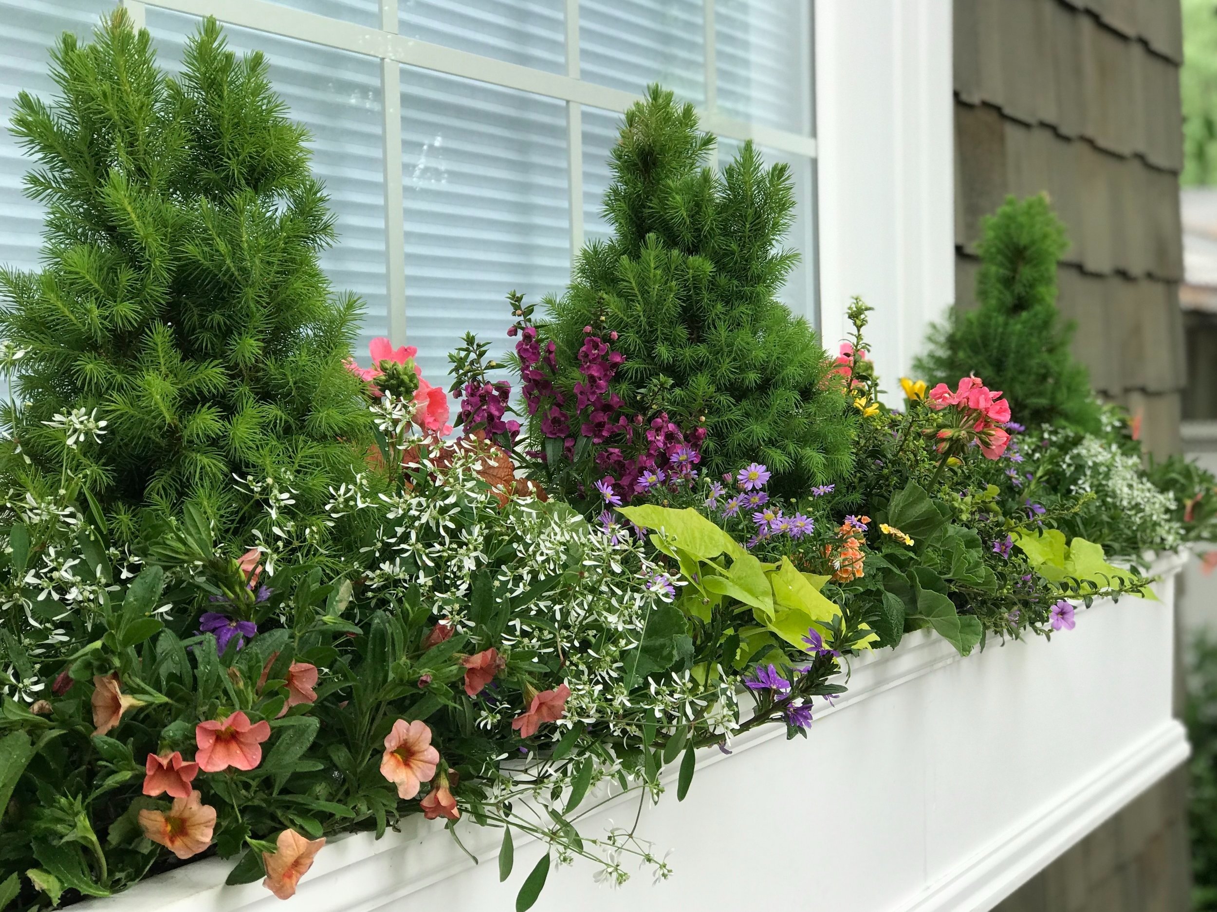 Window Box Wonders: Creating Beautiful Window Gardens for Beginners