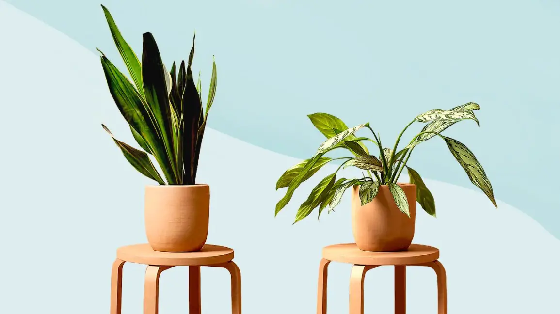 Zz Plant Zen: Expert Care Tips for This Low-Maintenance Houseplant