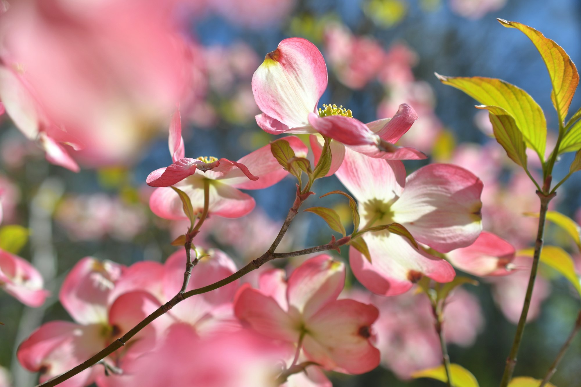 a branch of pink dogwood blossoms against a vivid blue sky in the spring season sunshine