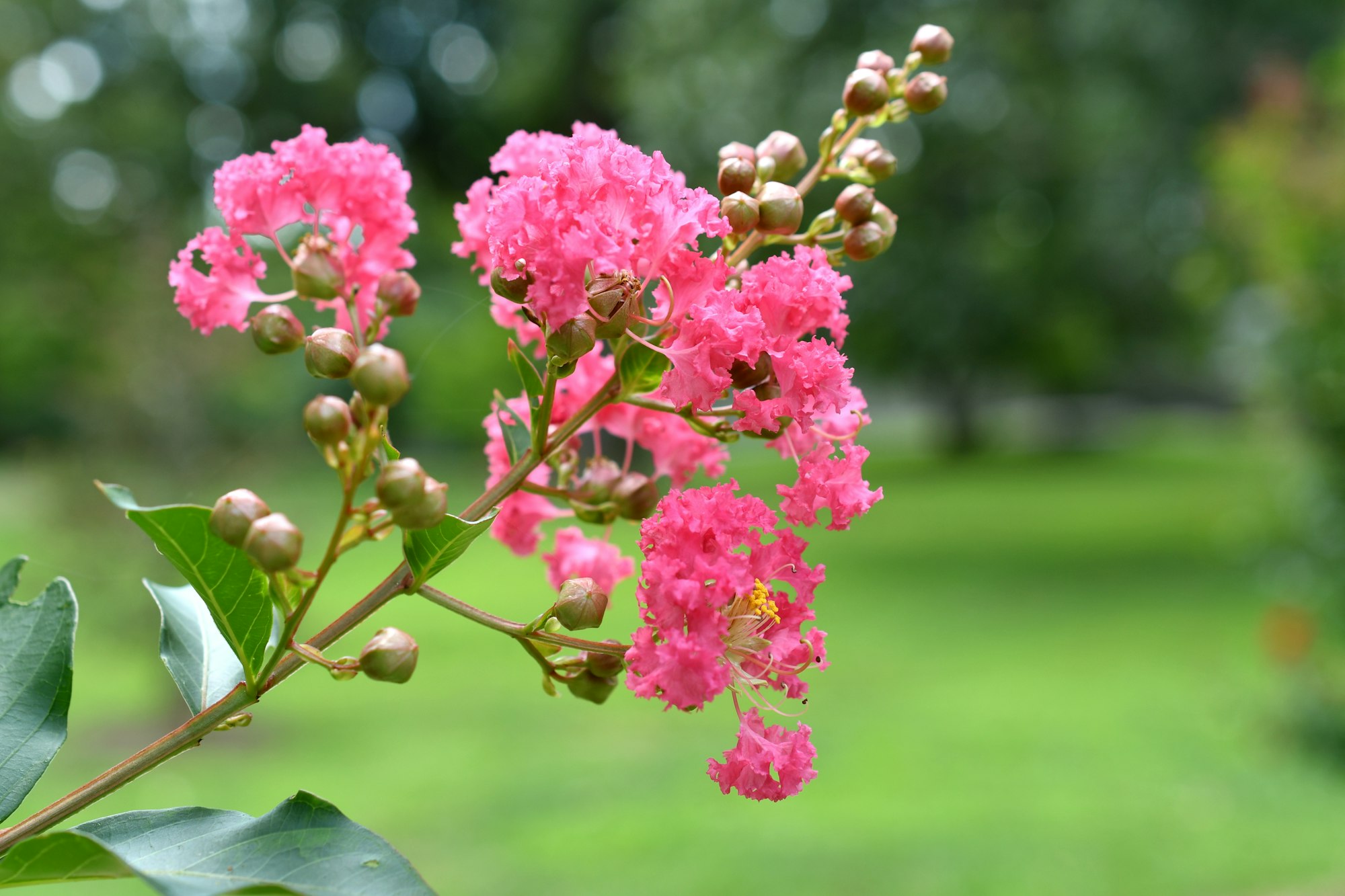 a pink crape myrtle bush blooming in a summer flower garden.