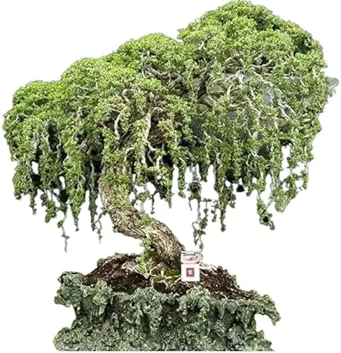 Bonsai Tree for Indoor