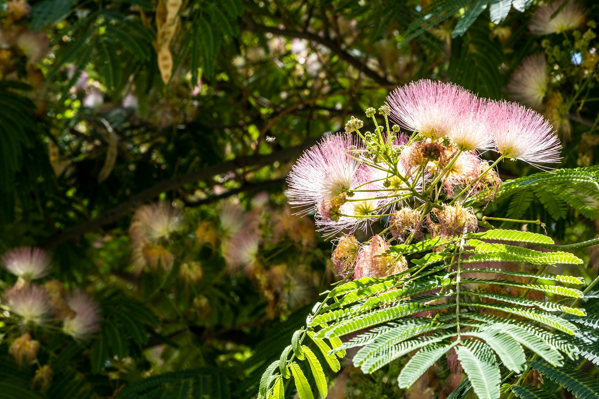 green twig with flowers of persian silk tree