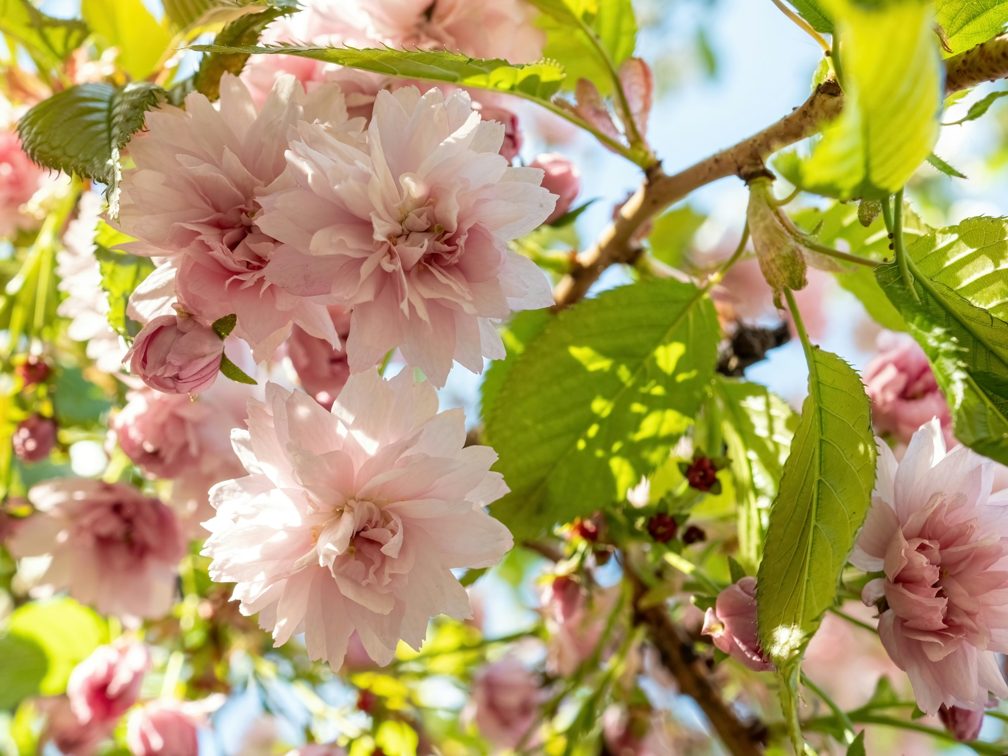 hanami, spring flowering of japanese plum trees with pink flowers.