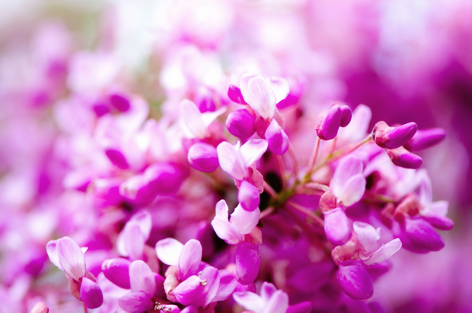 macro of eastern redbud tree's. blooming judas tree. cercis siliquastrum, canadensis. pink