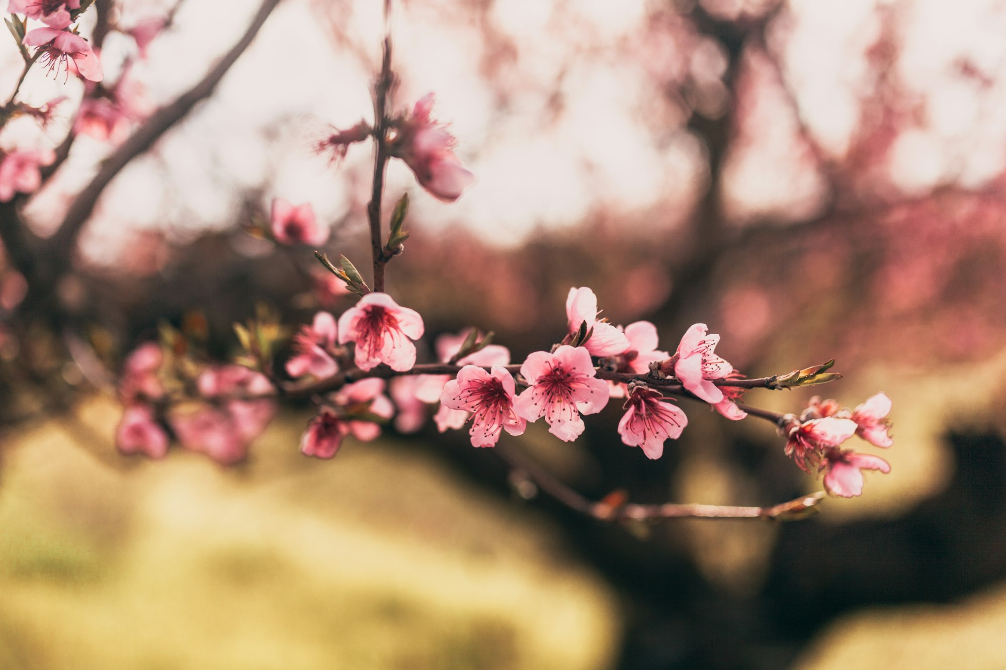 peach tree branch with flowers