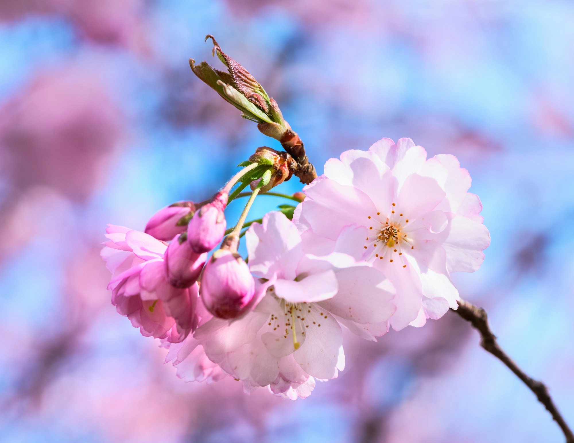 pink cherry blossoms