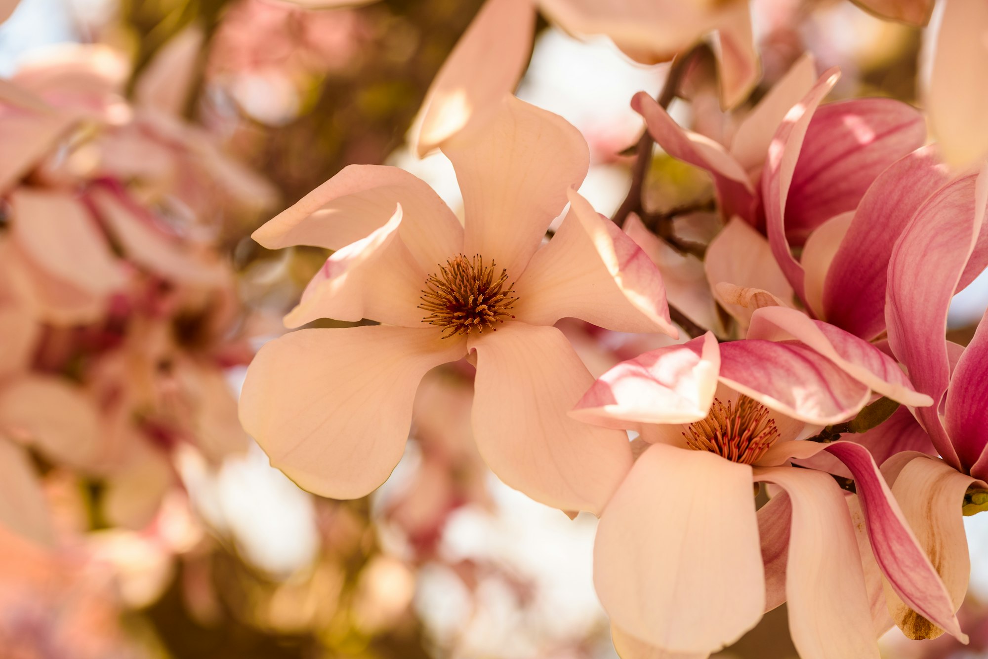 pink chinese magnolia flower tree