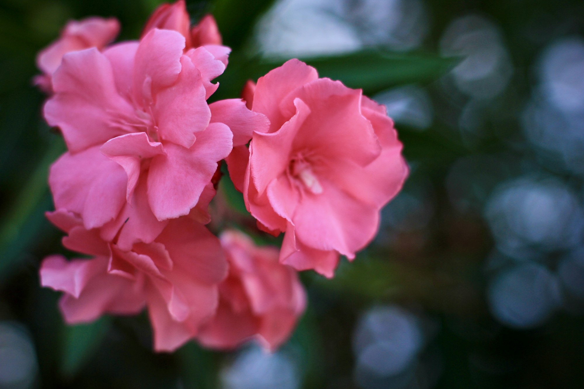 pink oleander flowers (oleander nerium). natural floral background. copy space.