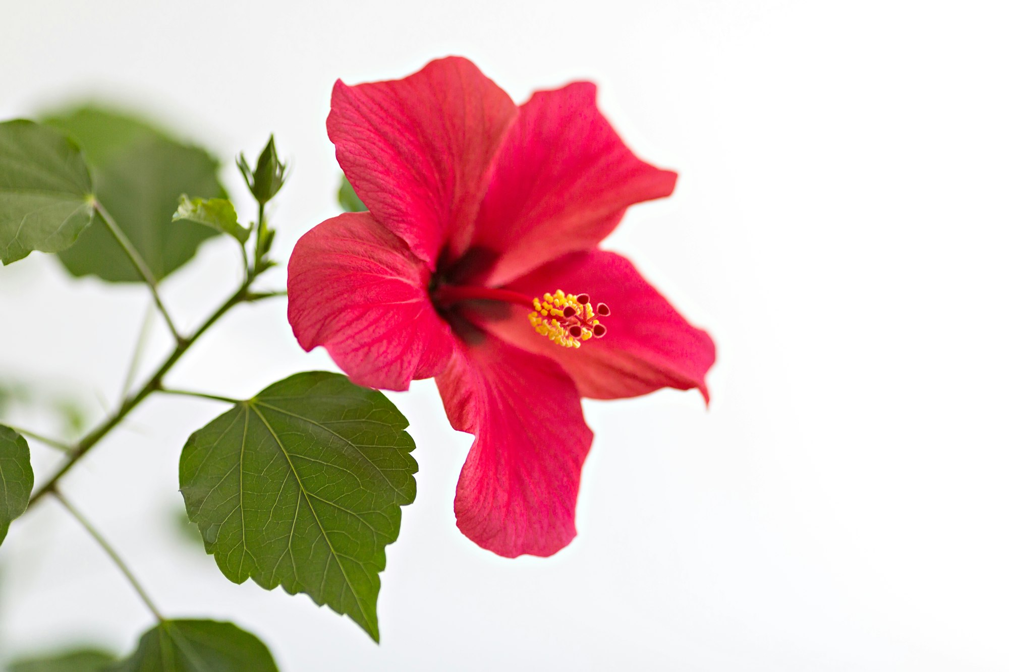 red hibiscus