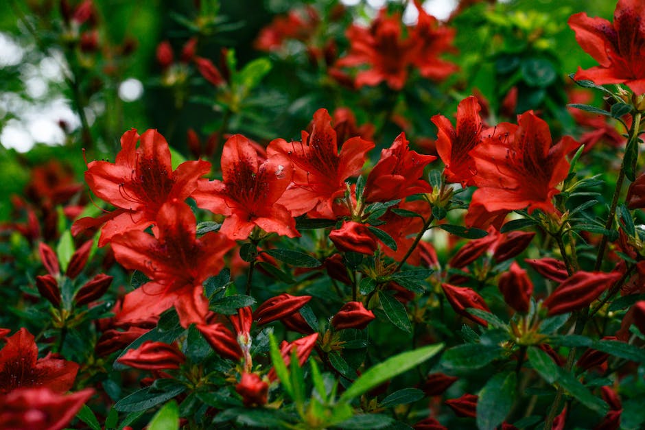 Image of different azalea varieties that showcases their vibrant colors and beautiful blooms.